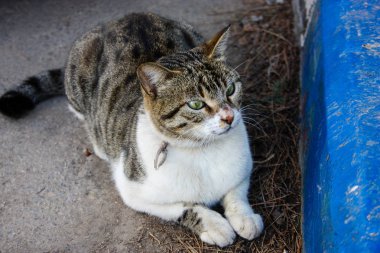 İsrail Kudüs'ten bir sokak kedi closeup