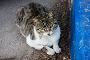 İsrail Kudüs'ten bir sokak kedi closeup