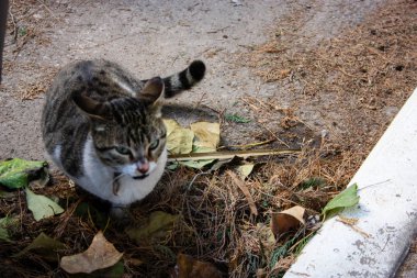 İsrail Kudüs'ten bir sokak kedi closeup