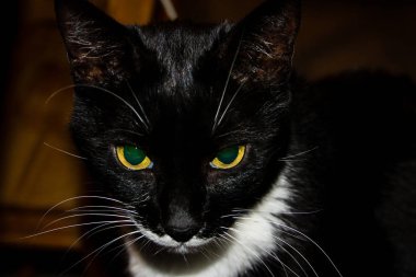 İsrail Kudüs'ten bir sokak kedi closeup