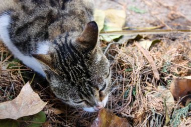 İsrail Kudüs'ten bir sokak kedi closeup
