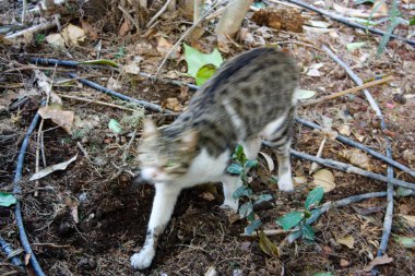 İsrail Kudüs'ten bir sokak kedi closeup