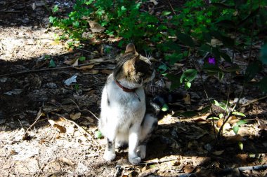İsrail Kudüs'ten bir sokak kedi closeup