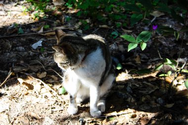 İsrail Kudüs'ten bir sokak kedi closeup