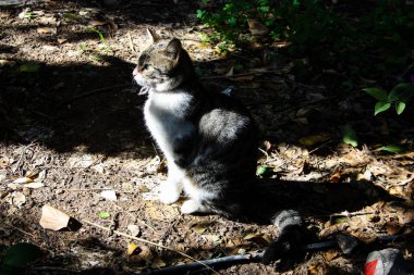 İsrail Kudüs'ten bir sokak kedi closeup
