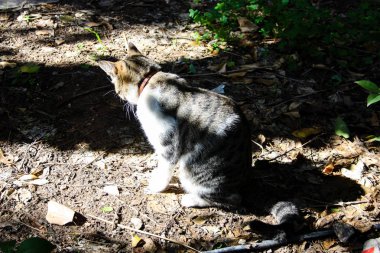 İsrail Kudüs'ten bir sokak kedi closeup