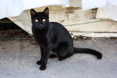 İsrail Kudüs'ten bir sokak kedi closeup