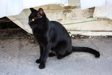 İsrail Kudüs'ten bir sokak kedi closeup