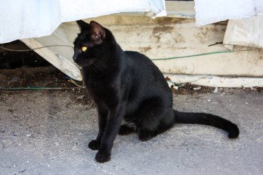 İsrail Kudüs'ten bir sokak kedi closeup