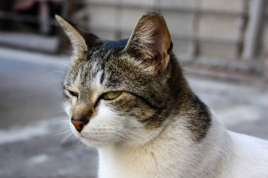 İsrail Kudüs'ten bir sokak kedi closeup