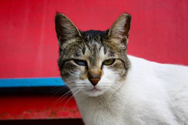 İsrail Kudüs'ten bir sokak kedi closeup
