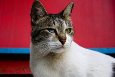 İsrail Kudüs'ten bir sokak kedi closeup