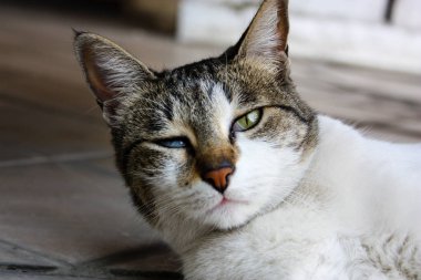 İsrail Kudüs'ten bir sokak kedi closeup