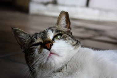 İsrail Kudüs'ten bir sokak kedi closeup