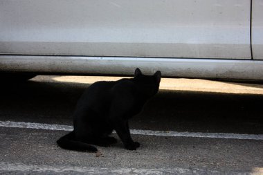 İsrail Kudüs'ten bir sokak kedi closeup