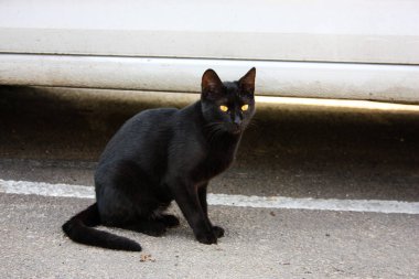 İsrail Kudüs'ten bir sokak kedi closeup