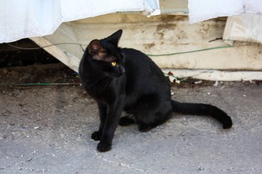 İsrail Kudüs'ten bir sokak kedi closeup