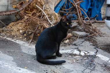 İsrail Kudüs'ten bir sokak kedi closeup