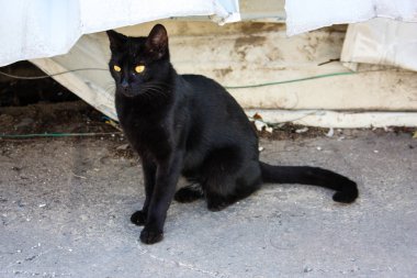 İsrail Kudüs'ten bir sokak kedi closeup