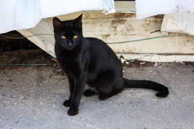 İsrail Kudüs'ten bir sokak kedi closeup