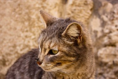 İsrail Kudüs'ten bir sokak kedi closeup