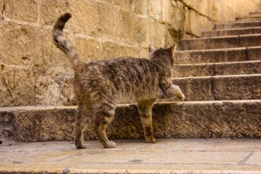 İsrail Kudüs'ten bir sokak kedi closeup