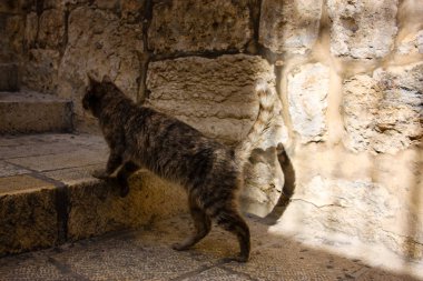 İsrail Kudüs'ten bir sokak kedi closeup
