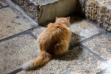 İsrail Kudüs'ten bir sokak kedi closeup