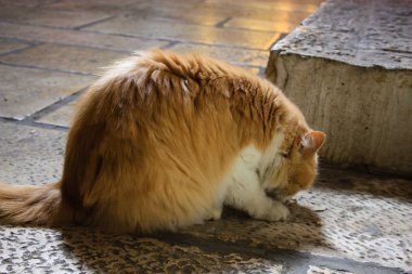 İsrail Kudüs'ten bir sokak kedi closeup