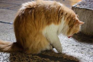 İsrail Kudüs'ten bir sokak kedi closeup