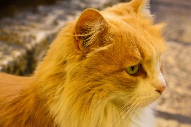 İsrail Kudüs'ten bir sokak kedi closeup