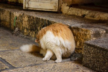 İsrail Kudüs'ten bir sokak kedi closeup