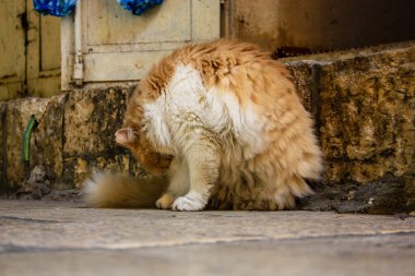 İsrail Kudüs'ten bir sokak kedi closeup