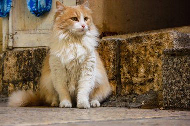 İsrail Kudüs'ten bir sokak kedi closeup