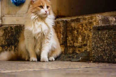 İsrail Kudüs'ten bir sokak kedi closeup