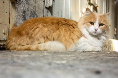 İsrail Kudüs'ten bir sokak kedi closeup