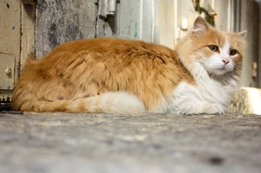 İsrail Kudüs'ten bir sokak kedi closeup
