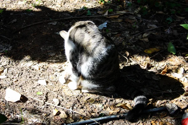 Kudüs'ten bir sokak kedi closeup