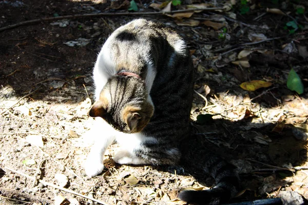 Primer Plano Gato Callejero Jerusalén — Foto de Stock