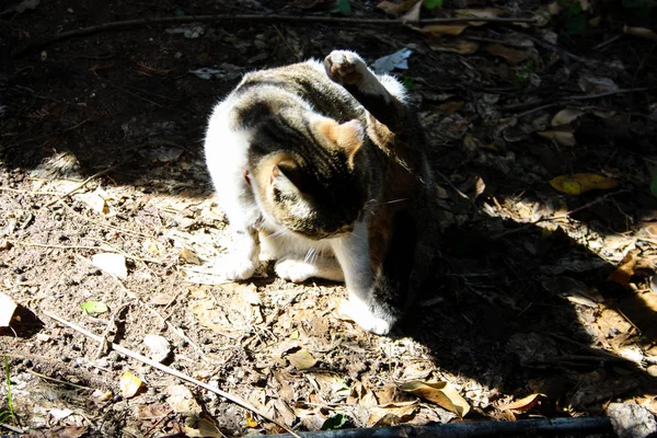 Closeup Street Cat Jerusalem — Stock Photo, Image