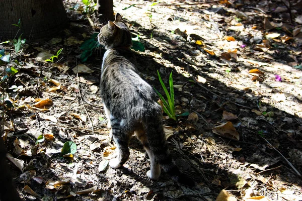 Primer Plano Gato Callejero Jerusalén — Foto de Stock