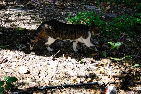 Primer Plano Gato Callejero Jerusalén — Foto de Stock