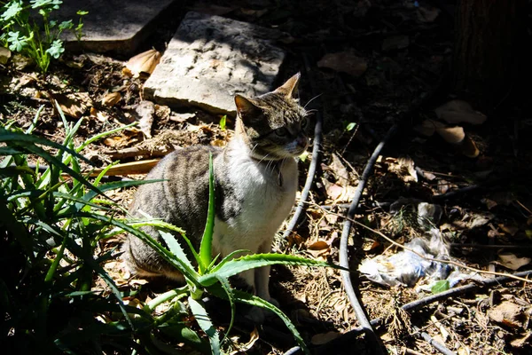 Closeup Street Cat Jerusalem — Stock Photo, Image