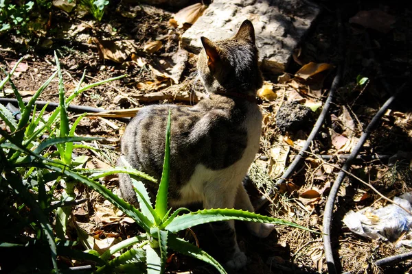 Primer Plano Gato Callejero Jerusalén — Foto de Stock