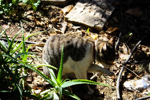 Kudüs'ten bir sokak kedi closeup