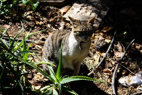 Nahaufnahme Einer Straßenkatze Aus Jerusalem — Stockfoto