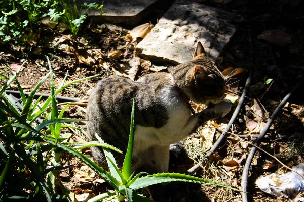 Nahaufnahme Einer Straßenkatze Aus Jerusalem — Stockfoto