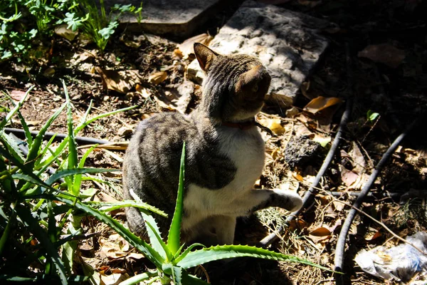 Kudüs'ten bir sokak kedi closeup