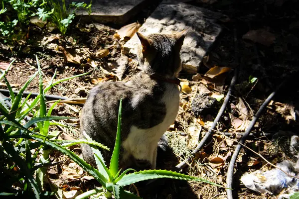 Kudüs'ten bir sokak kedi closeup