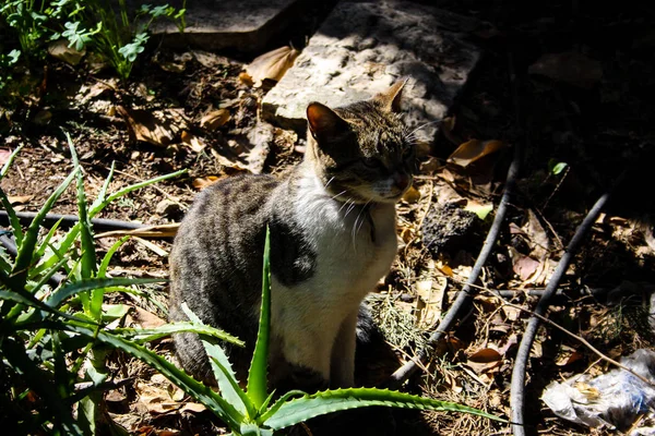 Kudüs'ten bir sokak kedi closeup